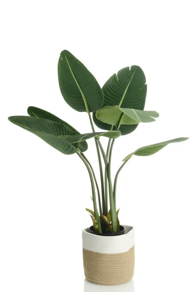 Sztuczna Roślina Bananowa Koszyku Linowym — Zdjęcie stockowe