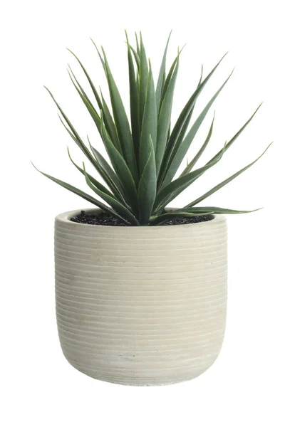 Geïsoleerde Kunstmatige Cactus Sappige Plant Klei Pot — Stockfoto