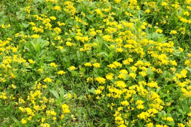 Büyük bir kuş sürüsü Foot Trefoil Lotus corniculatus