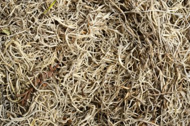 Kurumuş İspanyol yosun arkaplanının kapanışı