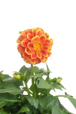  isolated yellow and orange dahlia flower clipart