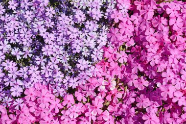 Pembe ve mor sürünen Phlox subulata yosunu.