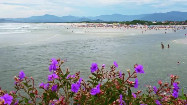 Красивый Вид Пляж Прайя Гуарда Эмбау Полевыми Цветами Переднем Плане — стоковое видео