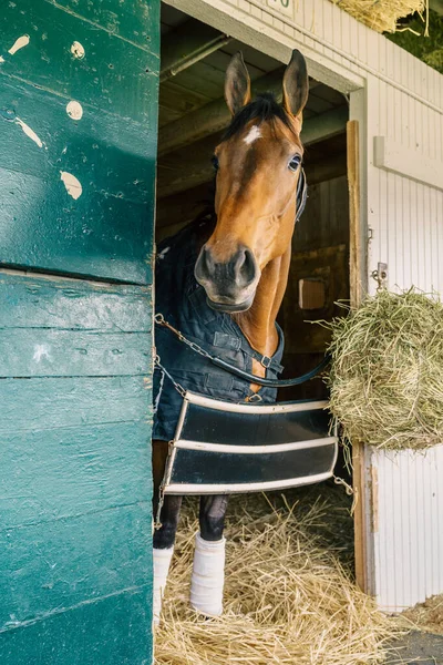 Thoroughbred Race Horse Stable Lexington Kentucky — Stockfoto
