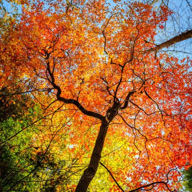 Colorful fall foliage on a tree in a park near Asheville, North Carolina