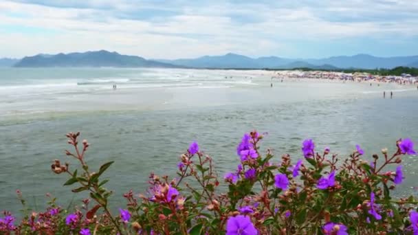Scenic View Praia Guarda Embau Beach Wildflowers Foreground — ストック動画