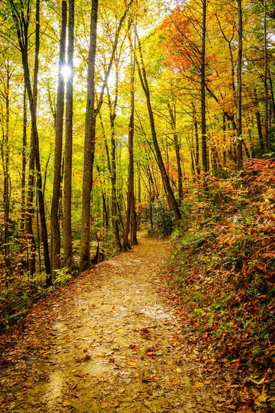 Malerischer Wanderweg Einem Wald Der Nähe Von Asheville North Carolina — Stockfoto