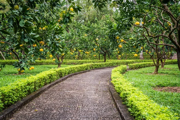 Kaunis Puutarha Pomelo Puita Hanoin Keskustassa Vietnam — kuvapankkivalokuva