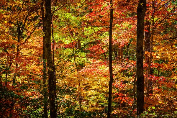 Podzimní Barvy Lese Poblíž Asheville Severní Karolína — Stock fotografie