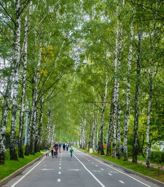 俄罗斯 莫斯科 2016年9月10日 俄罗斯 莫斯科 一个公园 游乐的白桦树林立的小巷 — 图库照片