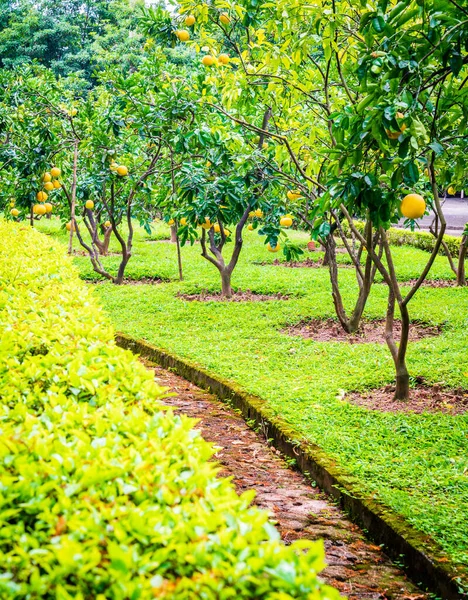 Kaunis Puutarha Pomelo Puita Hanoin Keskustassa Vietnam — kuvapankkivalokuva
