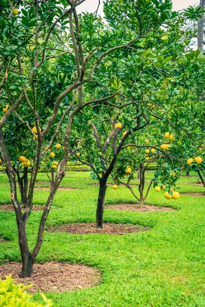 Όμορφη Κήπο Pomelo Δέντρα Στο Κέντρο Του Ανόι Βιετνάμ — Φωτογραφία Αρχείου