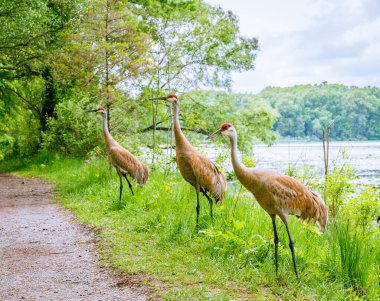 Michigan, Kensington Metropark 'taki Sandhill Turnaları