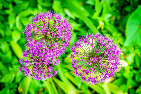 Közelkép Csillag Perzsa Virágok Allium Christophii Homályos Zöld Háttér — Stock Fotó