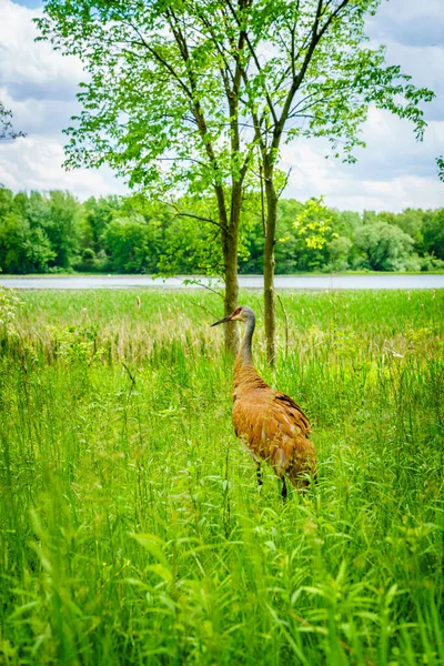 Sandhill Crane Der Nähe Des Kensigton Lake Michigan — Stockfoto