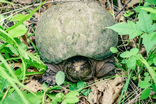 Närbild Den Gemensamma Snappsköldpaddan Kensington Metro Park Michigan — Stockfoto