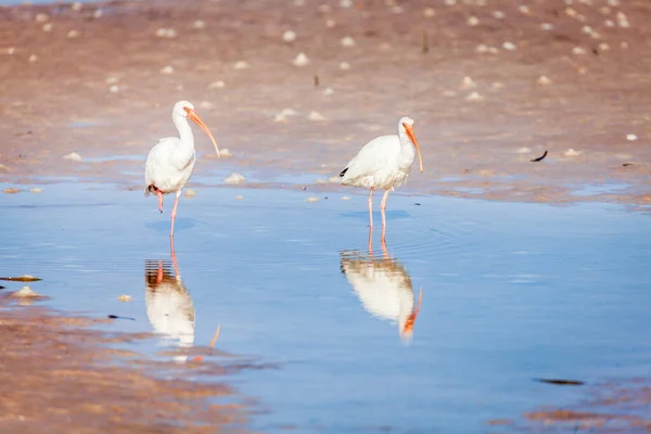 Dos Ibis Blancos Estadounidenses Están Vadeando Una Playa Fort Desoto — Foto de Stock