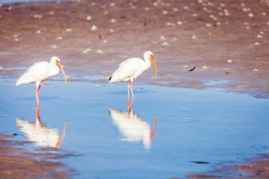 St. Petersburg, Florida 'daki Fort DeSoto County Parkı' nda iki beyaz ayyaş bir plajda yürüyor..