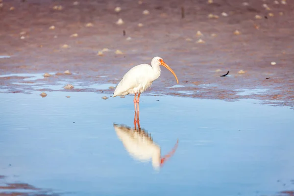 Amerikanischer Weißer Ibis Watet Einem Strand Fort Desoto County Park — Stockfoto