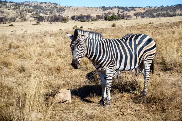Zebra Seinem Natürlichen Lebensraum Einem Naturschutzgebiet Der Südafrikanischen Provinz Gauteng Stockbild
