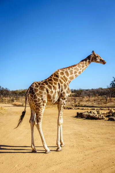 Жираф Природному Середовищі Проживання Заповіднику Дикої Природи Провінції Гаутенг Південна Стокове Фото
