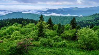 Blue Ridge Parkway 'den Kuzey Carolina Maggie Vadisi yakınlarındaki Smokie Dağları' nın manzarası