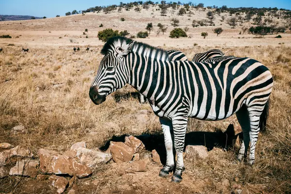 Zebra Seinem Natürlichen Lebensraum Einem Naturschutzgebiet Der Südafrikanischen Provinz Gauteng lizenzfreie Stockbilder
