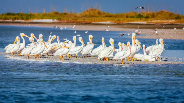 Eine Gruppe Pelikane Strand Fort Desoto County Park Petersburg Florida — Stockfoto