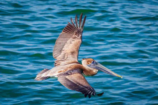 Brown Pelicano Está Voando Baixo Sobre Água Golfo México Fort Imagens De Bancos De Imagens