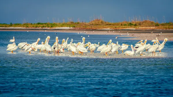 Group Pelicans Beach Fort Desoto County Park Petersburg Florida — Stock Photo, Image