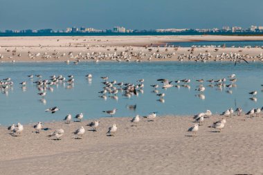 St. Petersburg, Florida 'daki Fort DeSoto County Park sahilinde büyük bir martı grubu..