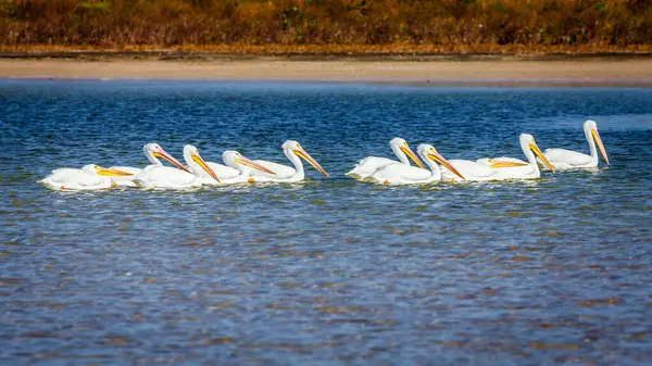 Een Groep Pelikanen Aan Het Strand Fort Desoto County Park Stockfoto