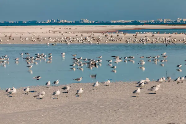 Large Group Seagull Beach Fort Desoto County Park Petersburg Florida Stock-foto