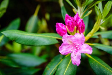 Haziran ayında Smokey Dağları 'ndaki rhododendron çiçeğinin yakın plan görüntüsü