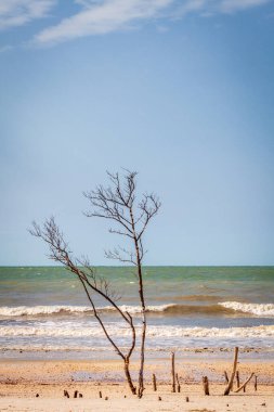 St. Petersburg, Florida 'daki Fort DeSoto County Parkı' nda kurumuş ağaçlar ve kütükler.