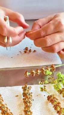 Fesleğen tohumlarını çiçeklerden ayıran el hızlandırılmış dikey klipsi