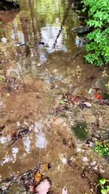 Kentucky 'nin merkezinde gün batımında otlayan bir atın dikey video klibi.