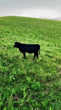 Kentucky 'nin merkezinde gün batımında otlayan bir atın dikey video klibi.