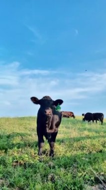 Kentucky 'deki bir çiftlikte siyah bir buzağının dikey video klibi.