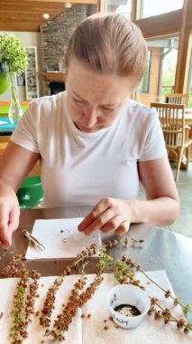 Fesleğen tohumlarını çiçeklerden ayıran bir kadının dikey hızlandırılmış klipsi