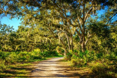 Venedik, FL 'deki bir çevre merkezinde yürüyüş yolu.