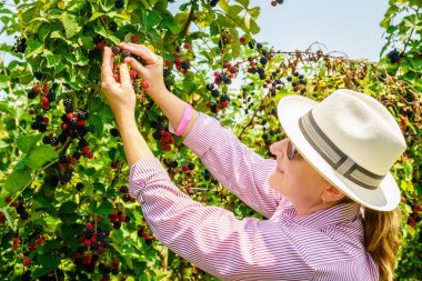 Kadın Kentucky 'de bir meyve bahçesinde böğürtlen topluyor.