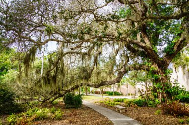 Sarasota, FL 'de bir parkta manzara yürüyüşü.