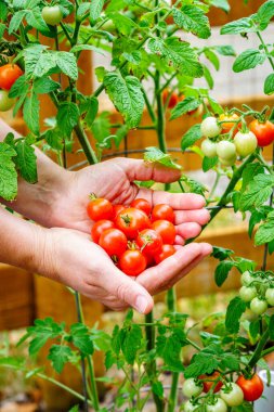 Arka planda domatesli kiraz domatesleri tutan kadınların yakın plan görüntüleri.