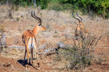 Botswana 'daki Chobe Ulusal Parkı' nın vahşi doğasında Impalas.