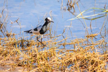 Botswana 'daki Chobe Ulusal Parkı' nda demirci Lapwing kuşu