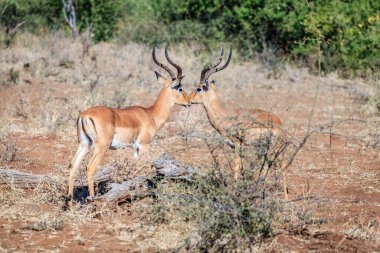 Botswana 'daki Chobe Ulusal Parkı' nın vahşi doğasında Impalas.