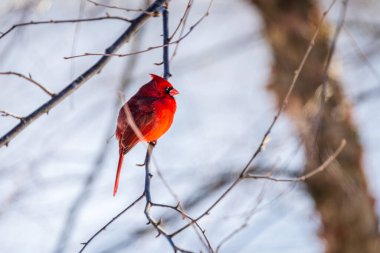 Parlak kırmızı erkek kuzey kardinali bir ağaç dalında oturuyor.