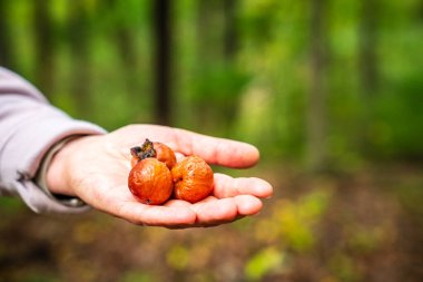 Vahşi Appalachian hurmasının meyvelerini tutan bir elin yakın plan görüntüsü