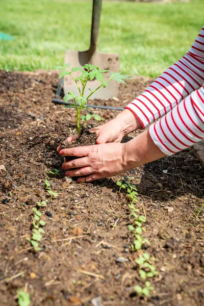 Kadının ellerinin bahçeye domates tohumu ekerken yakın plan görüntüsü.